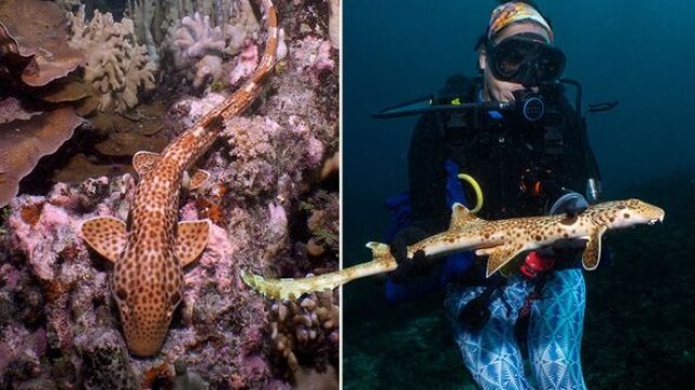 Newly Identified Walking Shark Species Raises Conservation Concerns | game nusantara88, nba parlay, 
