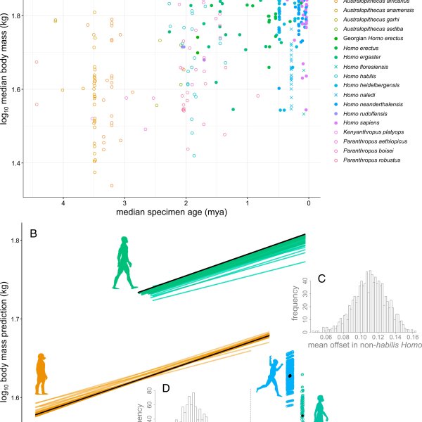 The Evolution of Body Size: A Rapid Transformation Explored