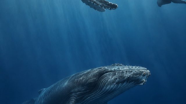 Whale Sounds in Australia: A Deep Dive into Marine Migration | slot live22, buffalo extreme slot jac