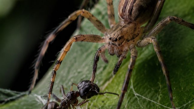 New Spider Species Found with Innovative Ant-Trapping Technique | ayahqq login, bandar slot gacor, w